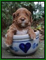 Delta Roka pups 4 wks old 211
