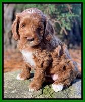 Delta Roka pups 6 wks old 251