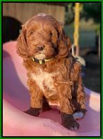 Delta Roka pups 7 wks old 241