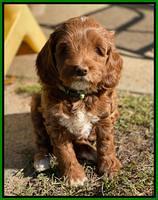 Delta Roka pups 7 wks old 271
