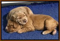 Dreamer Nova pups 2 wks old 11