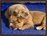 Dreamer Nova pups 2 wks old 21