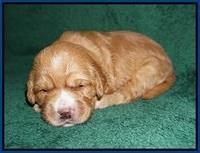 Dreamer Nova pups 2 wks old 81