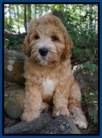 Dreamer Nova pups 8 wks old 81