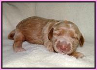 Dreamer Nova pups 1 wk old 11