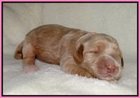 Dreamer Nova pups 1 wk old 21