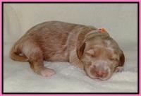 Dreamer Nova pups 1 wk old 31