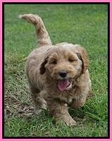 Dreamer Nova pups 6 wks old 61