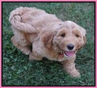 Dreamer Nova pups 7 wks old 51