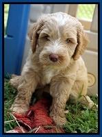 Ellie Benz pups 6 wks old21