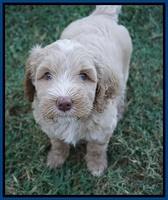 Ellie Benz pups 6 wks old31