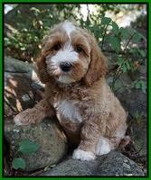 Ellie Benz pups 8 weeks old 121