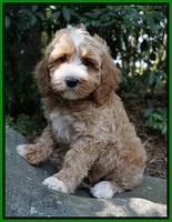 Ellie Benz pups 8 weeks old 151