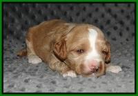 Ellie Benz pups 2 wks old 131