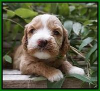 Ellie Benz pups 3 wks old 231