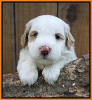 Ellie Benz pups 4 wks old241