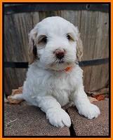 Ellie Benz pups 5 wks old 291