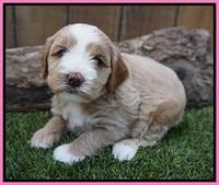 Ellie Benz pups 4 wks old91