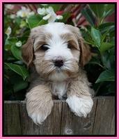 Ellie Benz pups 5 wks old 101