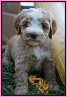 Ellie Benz pups 6 wks old151