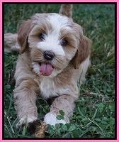 Ellie Benz pups 7 wks old 121