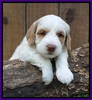 Ellie Benz pups 4 wks old191
