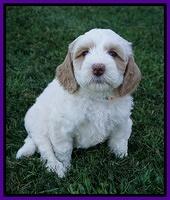 Ellie Benz pups 6 wks old291