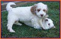 Ellie Benz pups 6 wks old301