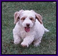 Ellie Benz pups 7 wks old 261