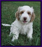 Ellie Benz pups 7 wks old 271