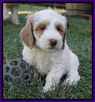 Ellie Benz pups 7 wks old 281