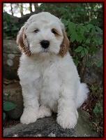 Ellie Benz pups 8 weeks old 161