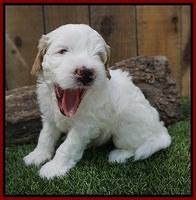 Ellie Benz pups 4 wks old51