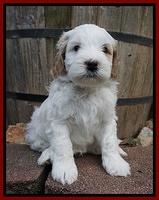 Ellie Benz pups 5 wks old 51