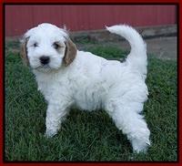 Ellie Benz pups 6 wks old71