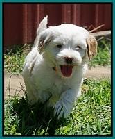Ellie Benz pups 6 wks old451