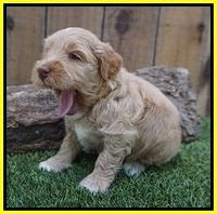 Ellie Benz pups 4 wks old161