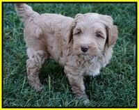 Ellie Benz pups 6 wks old251