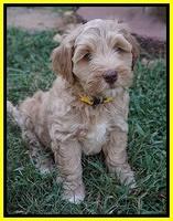 Ellie Benz pups 7 wks old 201