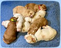 Ellie Tucker pups 2 wk old 11