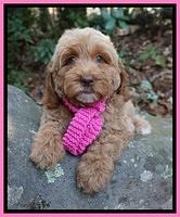 Ellie Mae Tucker pups 8 wks old 31
