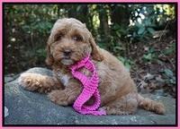 Ellie Mae Tucker pups 8 wks old 41