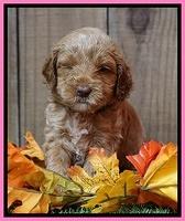 Ellie Tucker pups 4 wks old 2100