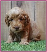 Ellie Tucker pups 4 wks old 3100