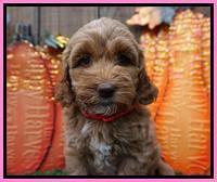 Elllie Tucker pups 6 wks old 11