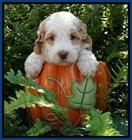 Ellie Mae Tucker pups 5 wks old 41