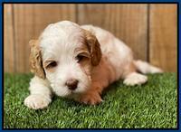 Ellie Tucker pups 4 wks old 5100