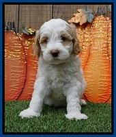 Elllie Tucker pups 6 wks old 51