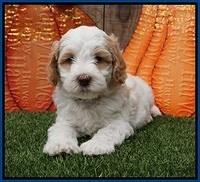 Elllie Tucker pups 6 wks old 61