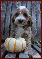 Elllie Tucker pups 7 wks old 8100